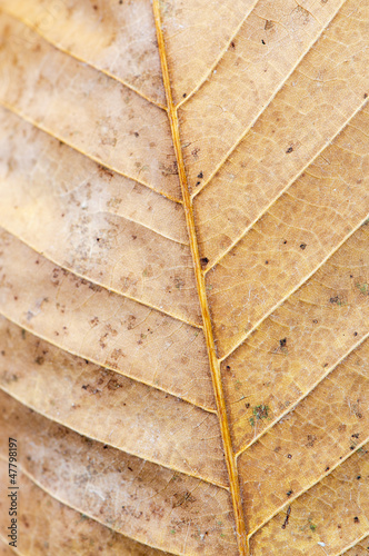 Leaf detail