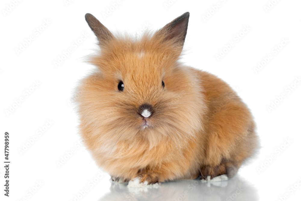cute rabbit pet isolated on white