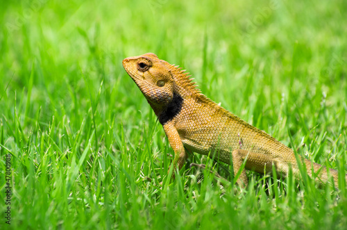 lizard © Pakhnyushchyy