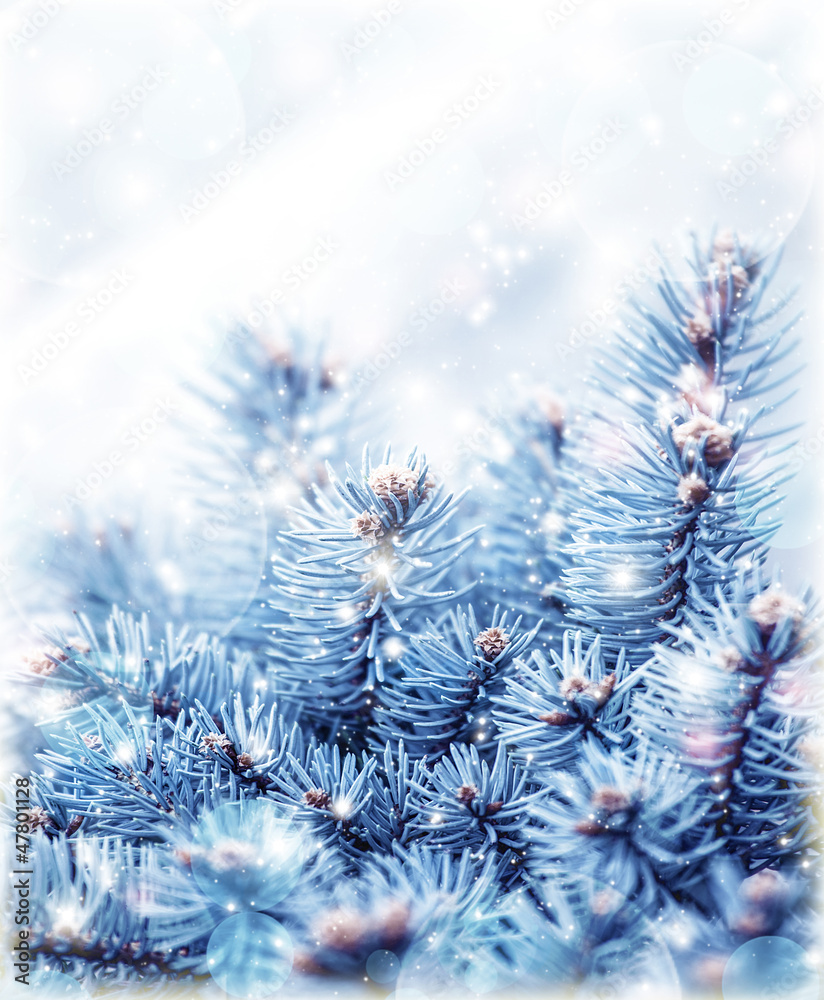 Snowy fir tree background