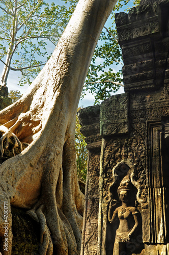 A huge root of tree with ancient Apsara statue at Ta Prohm