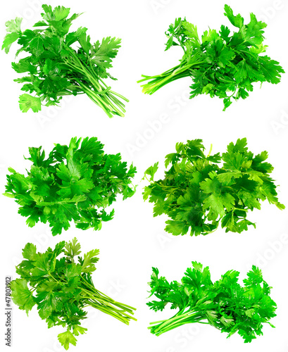 Collage of Fresh parsley on white. Isolated