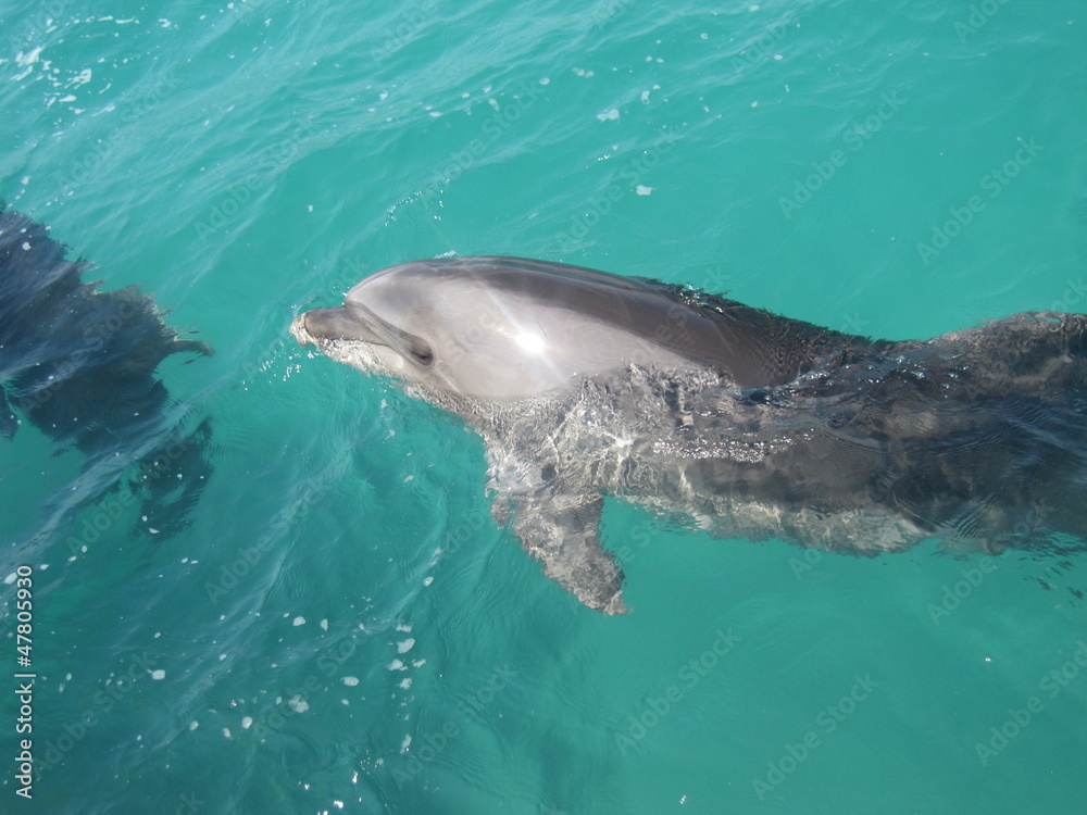 Fototapeta premium Delfin