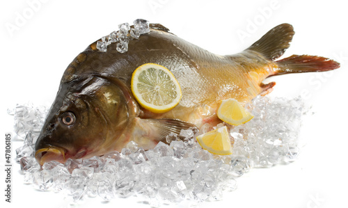 Fresh carp with lemon on ice photo