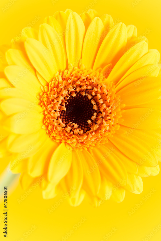 nice gerbera nice gerbera