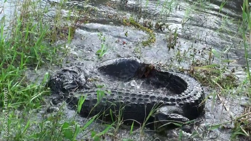 Crocodile fights with turtle