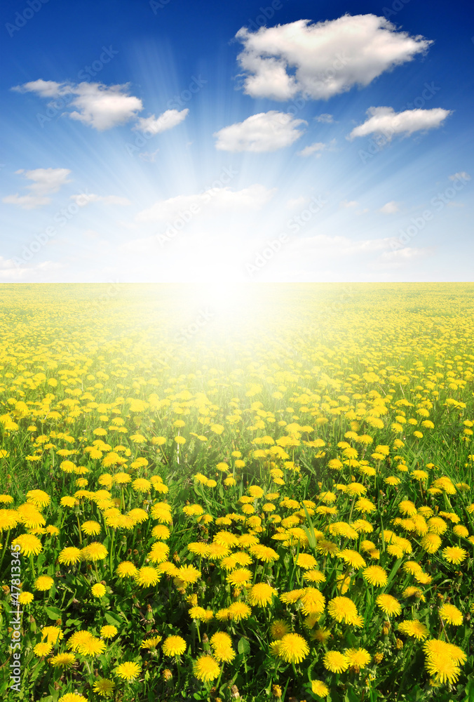 Fototapeta premium dandelions in the meadow with blue sky