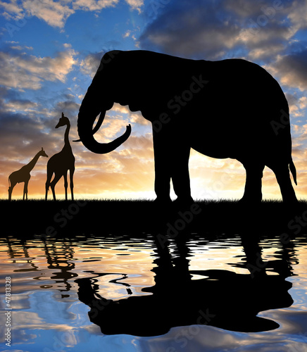 Silhouette elephant with giraffes in the sunset