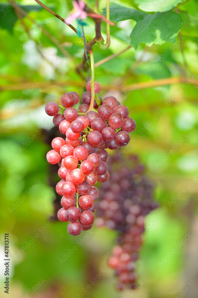 Grapes with green leaves on the vine.