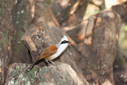 White-crested Laughingthrush bird standing on the rock