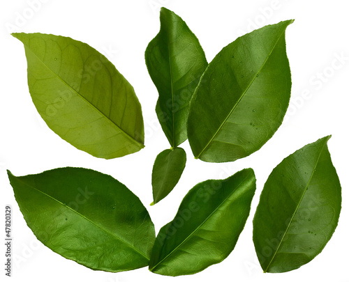 leaves of orange isolated