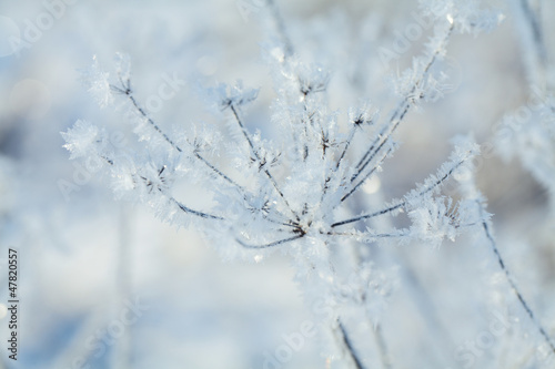 frozen plants © Diana Taliun