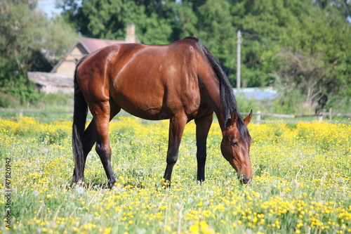 Bay horse eating grass in summer