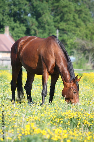 Bay horse eating grass in summer
