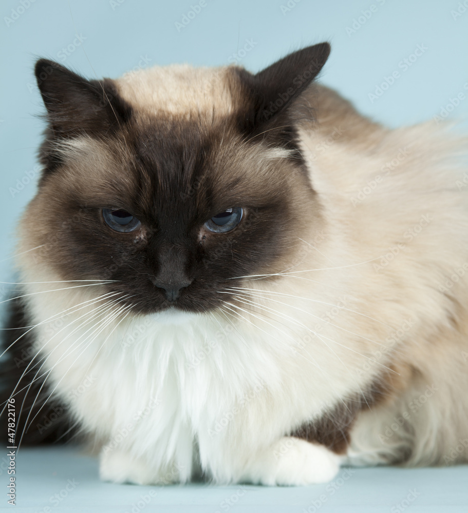 Raggdoll cat on blue background