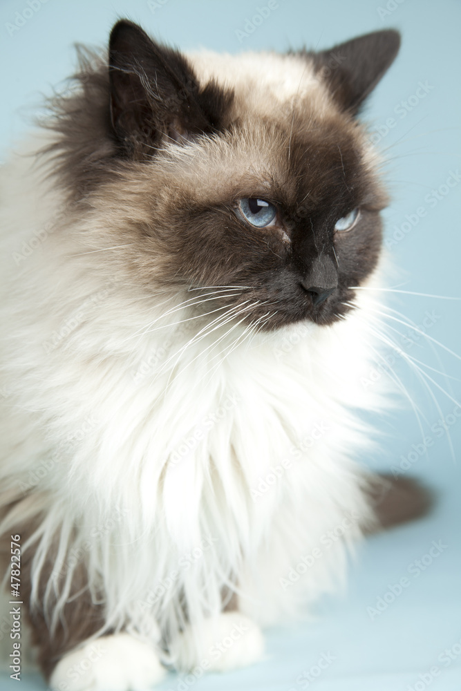 Raggdoll cat on blue background