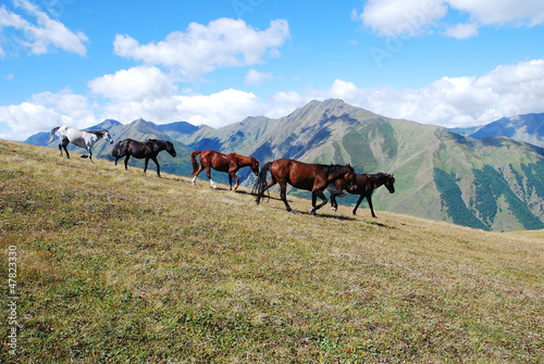 running horses mountains