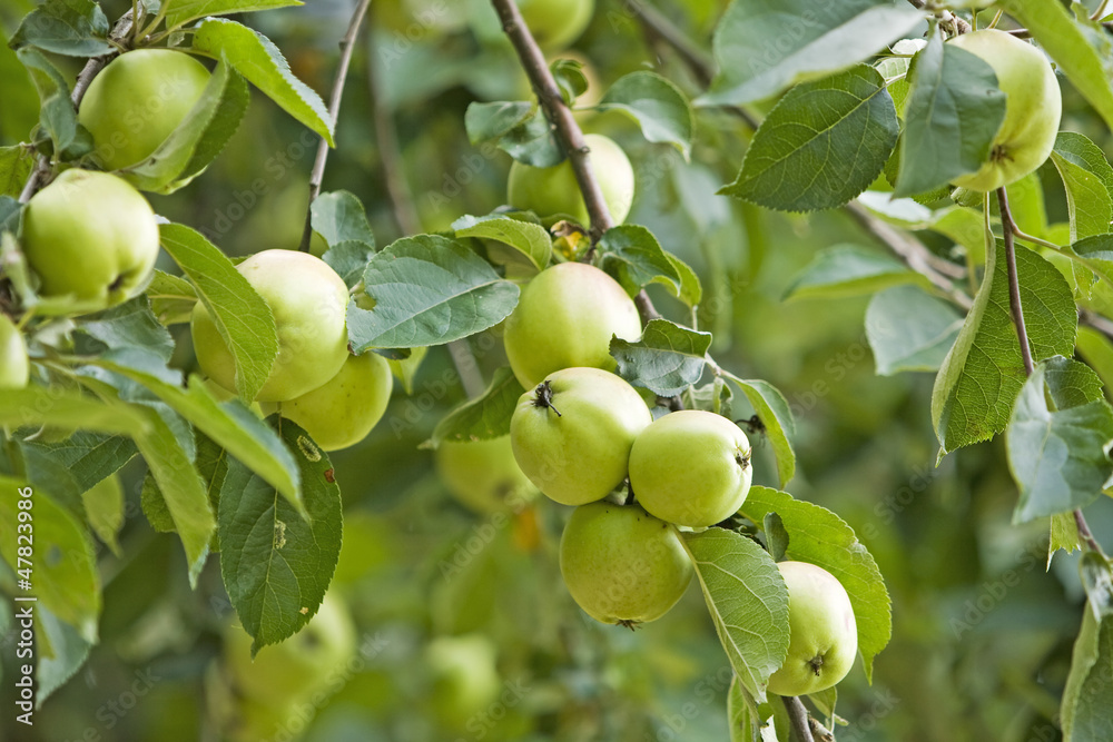 twig of an apple tree with green fruits twig of an apple tree with green fruits