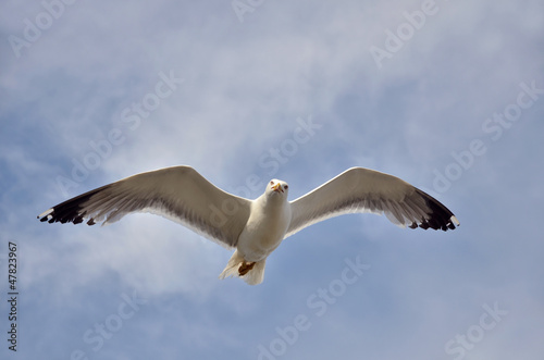 Yellow-legged Gull in flight