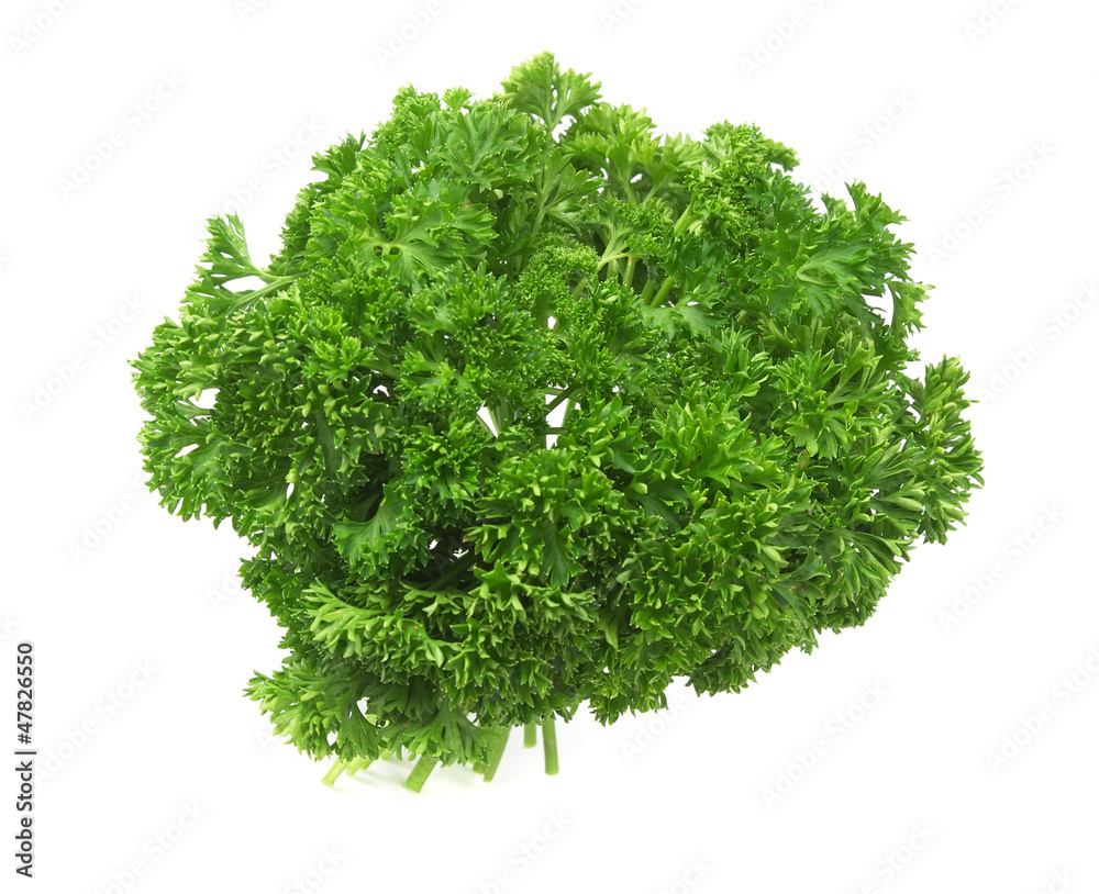 Fototapeta premium parsley