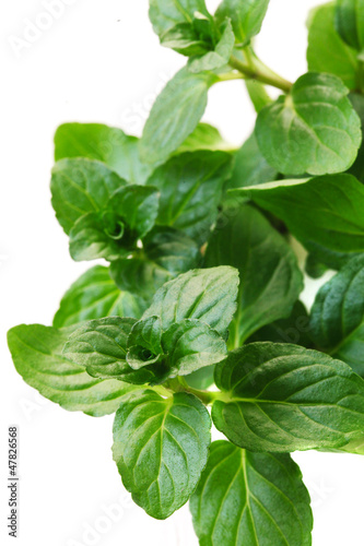Herbs - Mint
