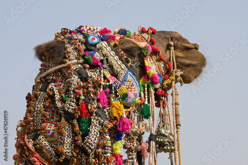 Camel at the Pushkar Fair, Rajasthan, India