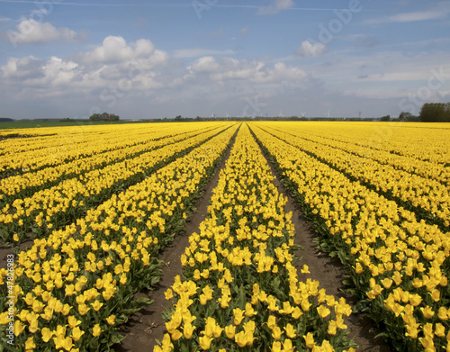 a row of yellow tulips with blue sky as background