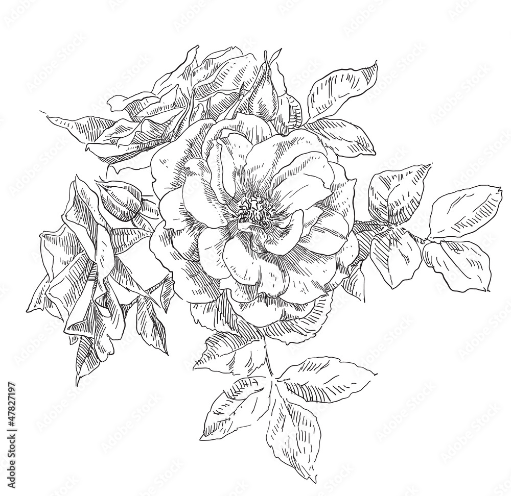 Fototapeta premium Hand drawn rose flowers