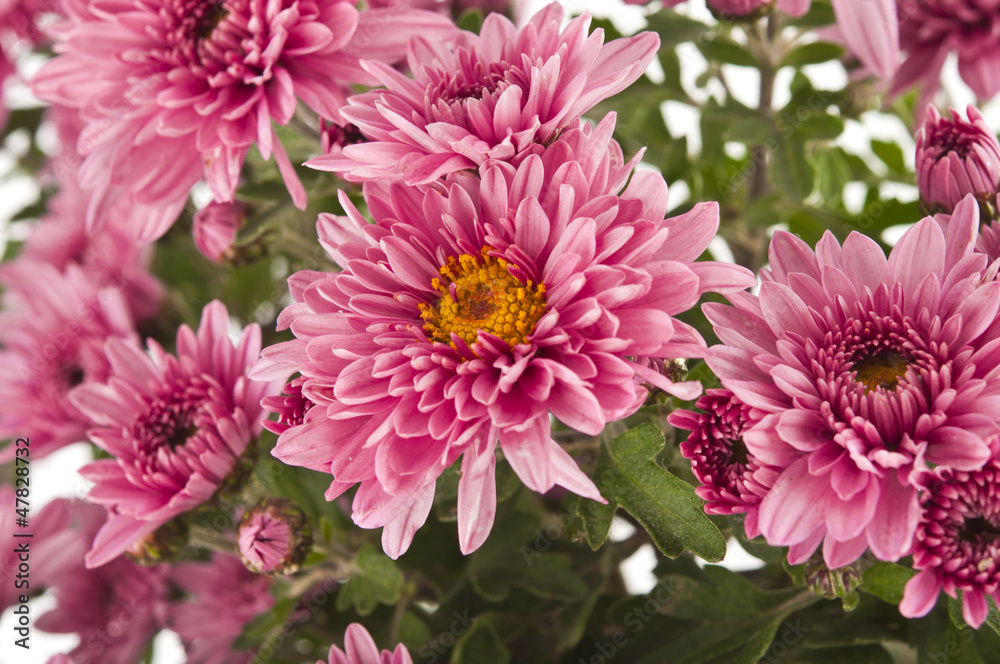 beautiful pink chrysanthemum