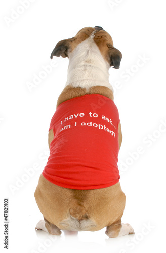 Φωτογραφία animal rescue or adoption