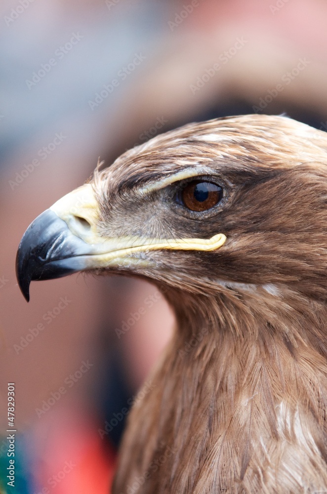 Fototapeta premium Head of an alert hawk, closeup portrait