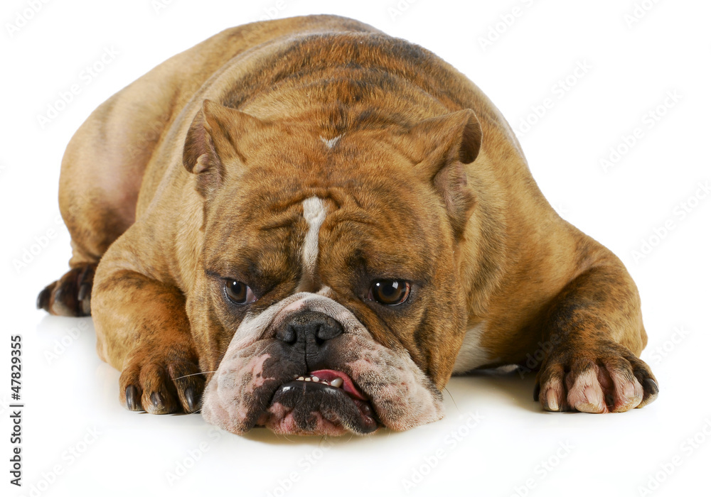 grumpy dog