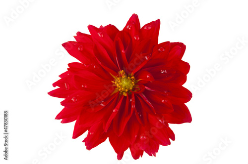 red dahlia isolated