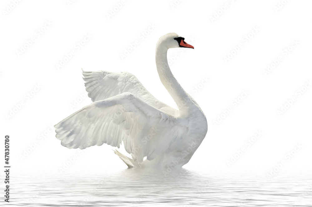 Naklejka premium White swan.