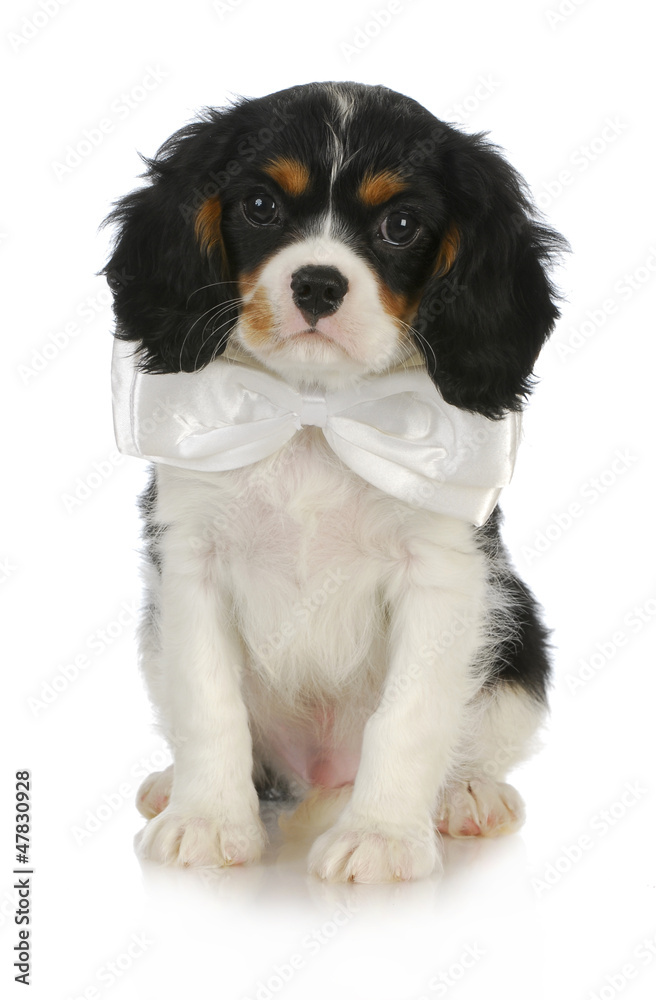 handsome puppy handsome puppy
