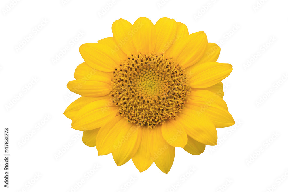 Fototapeta premium Sunflower isolated