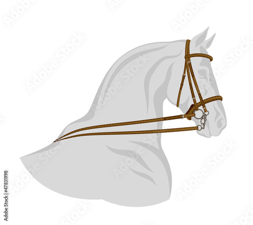 Bridle on horse head