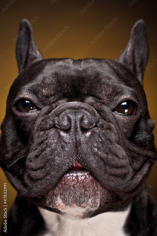 Funny portrait of french bulldog  on dark yellow background