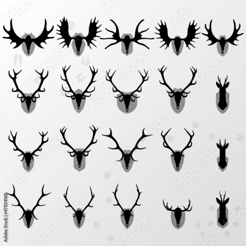 Deer, moose and doe horns hunting trophy