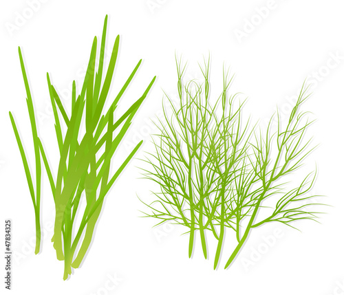 Green spring onions and dill detailed illustration vector