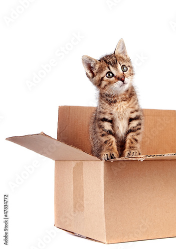 Fototapeta Naklejka Na Ścianę i Meble -  Kitten in a box
