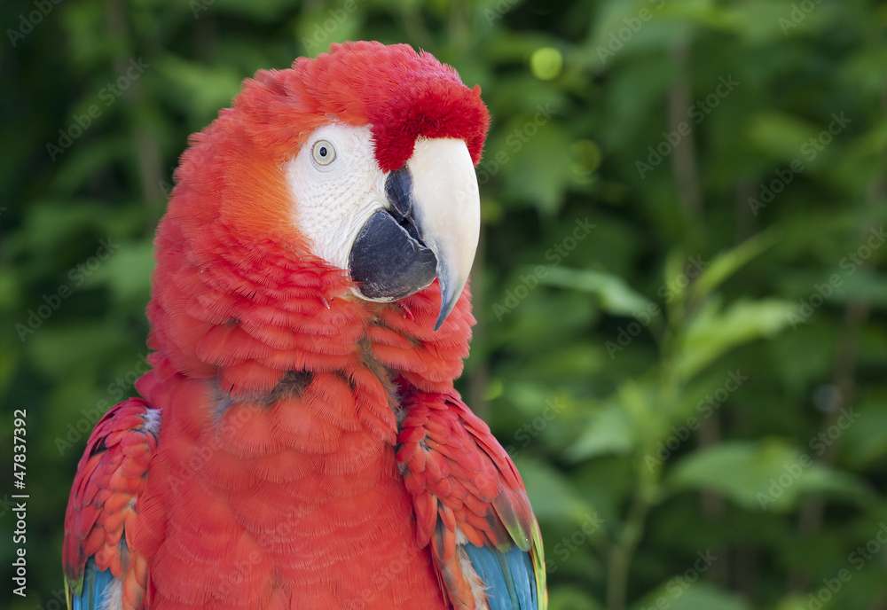 Macaw (ara macao)