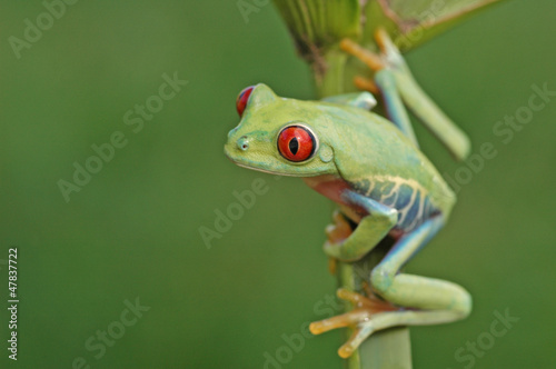 Red-eyed treefrog (Agalychnis callidryas)