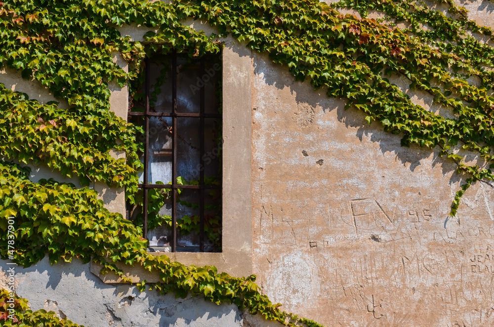 Window with metal bars and grape leaves Window with metal bars and grape leaves