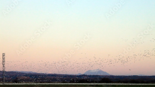 Flocks of snow geese in skagit valley, Washington State