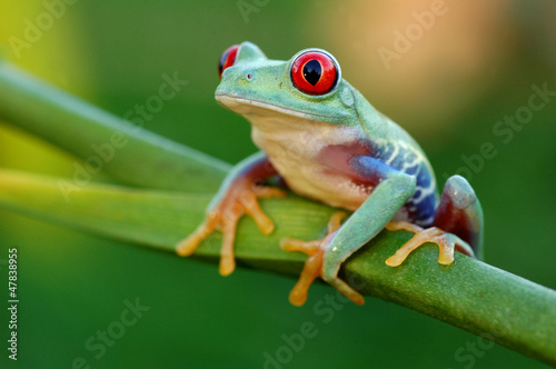 Red-eyed treefrog (Agalychnis callidryas) © donyanedomam