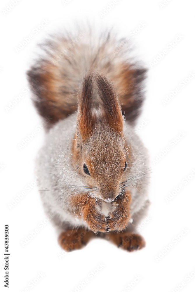Squirrel on a white background Squirrel on a white background