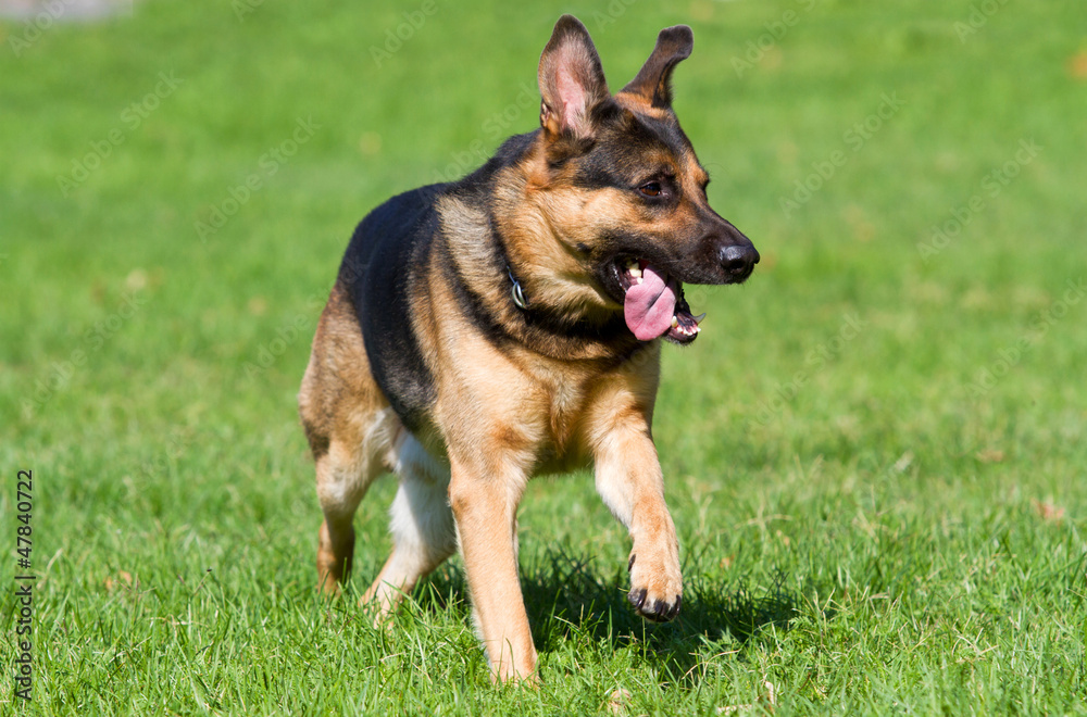 German shepherd dog