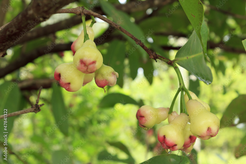 Rose Apple Rose Apple