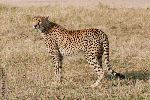 Serengeti cheetah © morreeuw